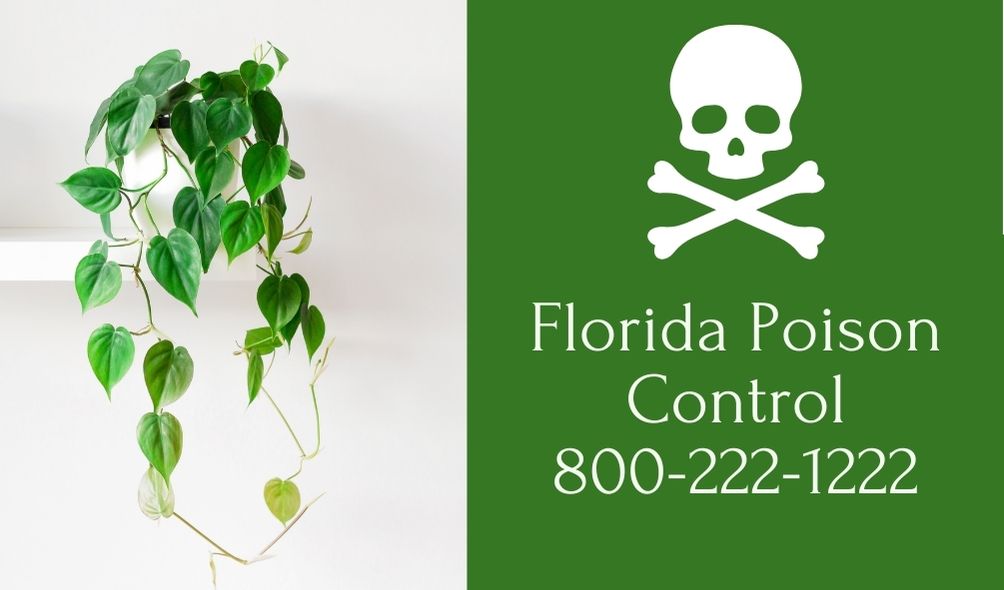 This is an image of a poisonous plant (bloodless philodendron) with cross and skuxllbones and the phone number for the Florida Control Center