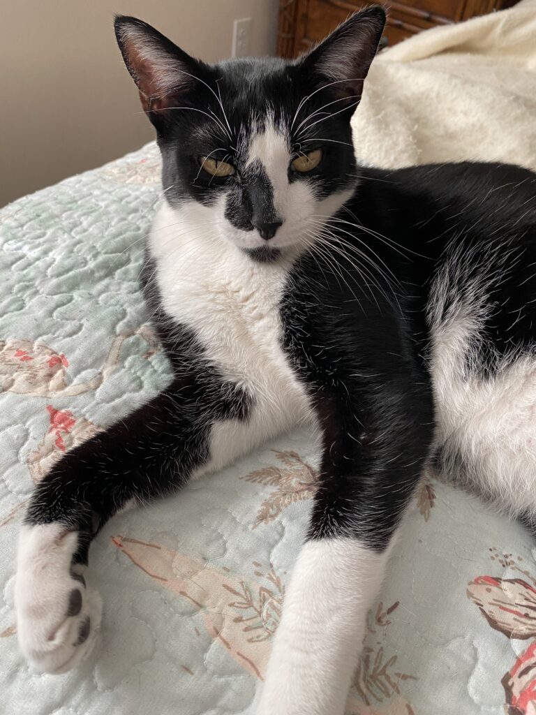 This is a picture of my cat, Chester. He is a tuxedo cat with very long legs.