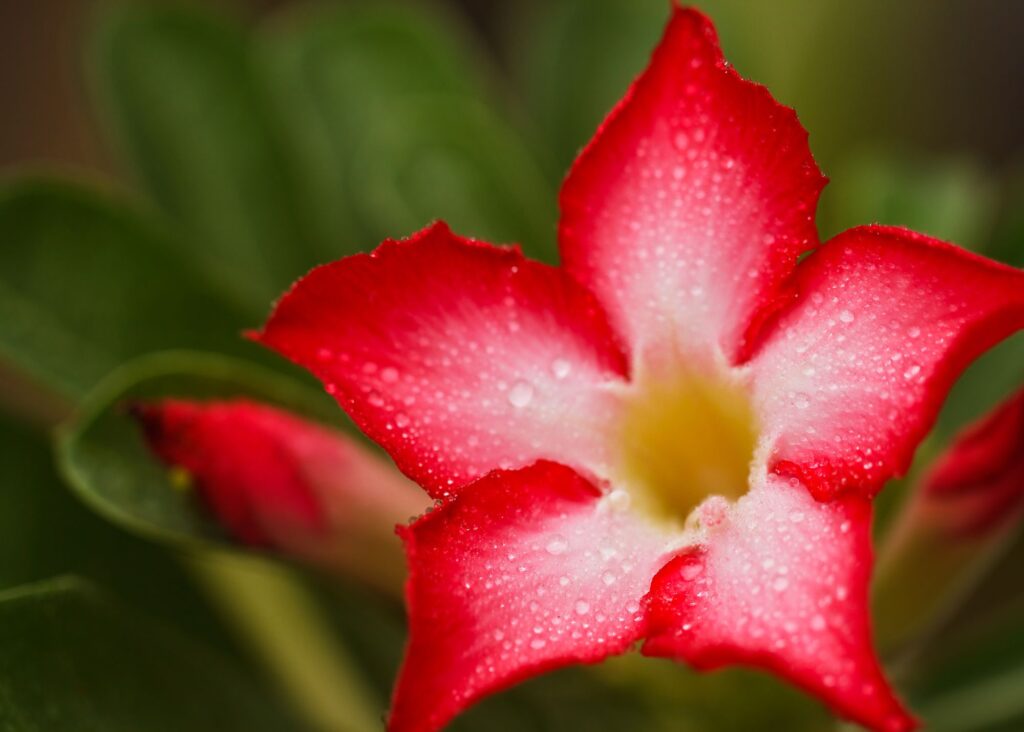 A picture of a red desert rose with a white center.