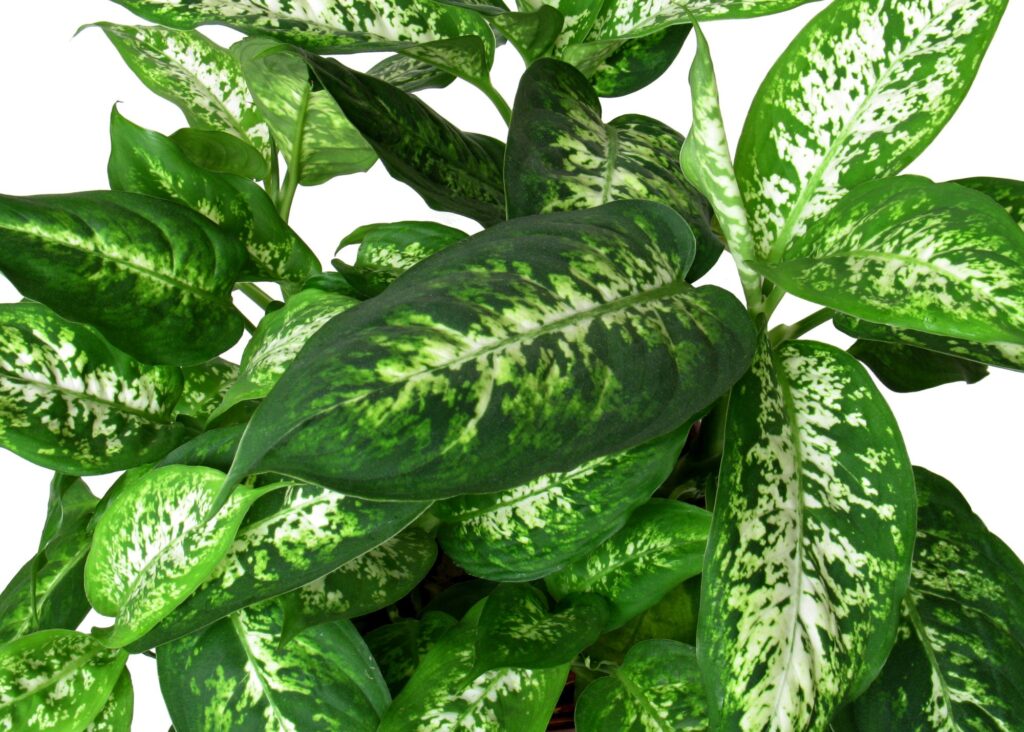 A picture of a dieffenbachia plant.  The plant has green leaves with white/yellow spots.