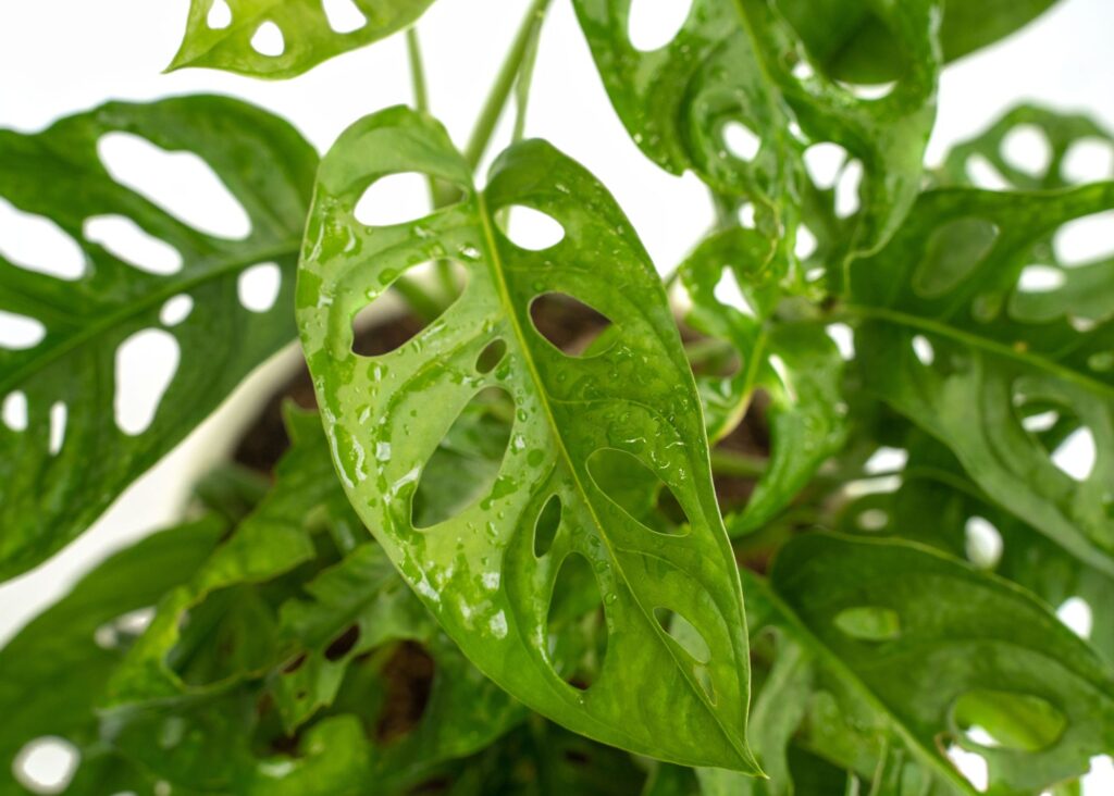 This picture shows a Swiss cheese plant.  The plants leaves have holes in them, thus the name.  