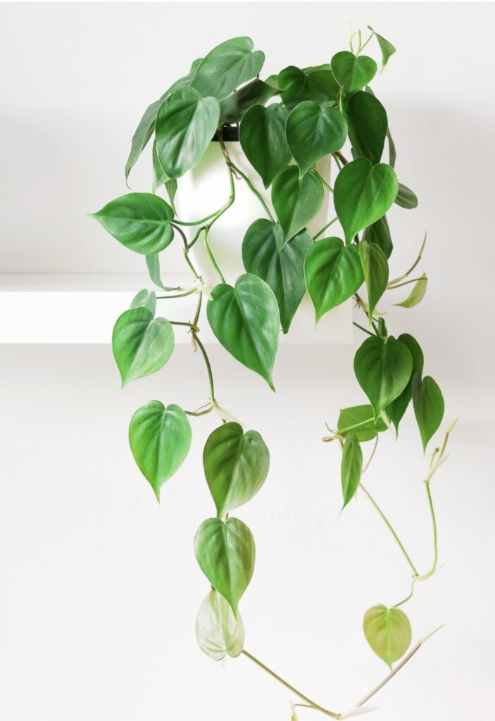 This is a Heartleaf Philodendron plant.  It is a plant that grows as a vine with heart-shaped leaves.  