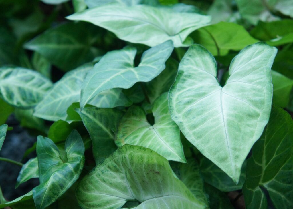 This is a picture of a vining plant known as arrowhead.  It has arrow shaped leaves.