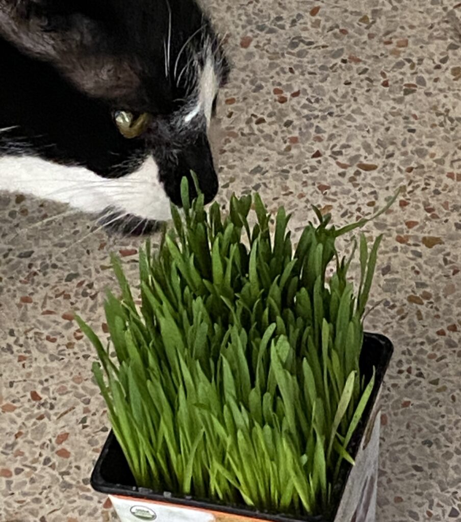 This is a picture of my pet cat, Chester, and cat grass.  