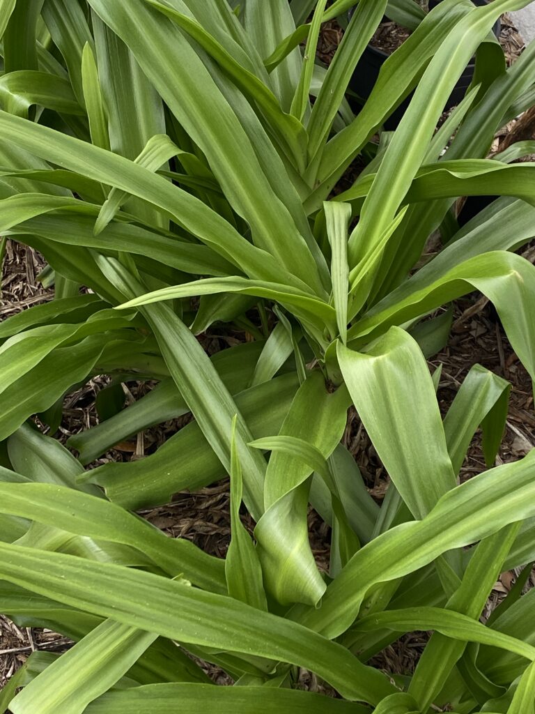 crinum plants