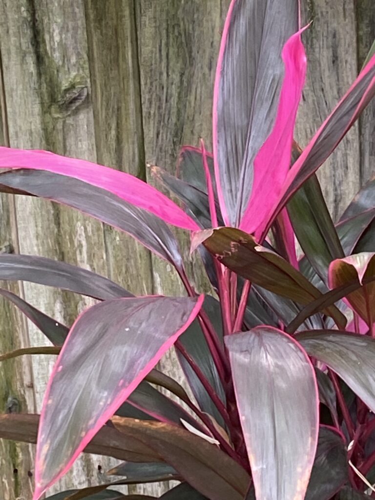 a picture of the pink leaf of the ti plant