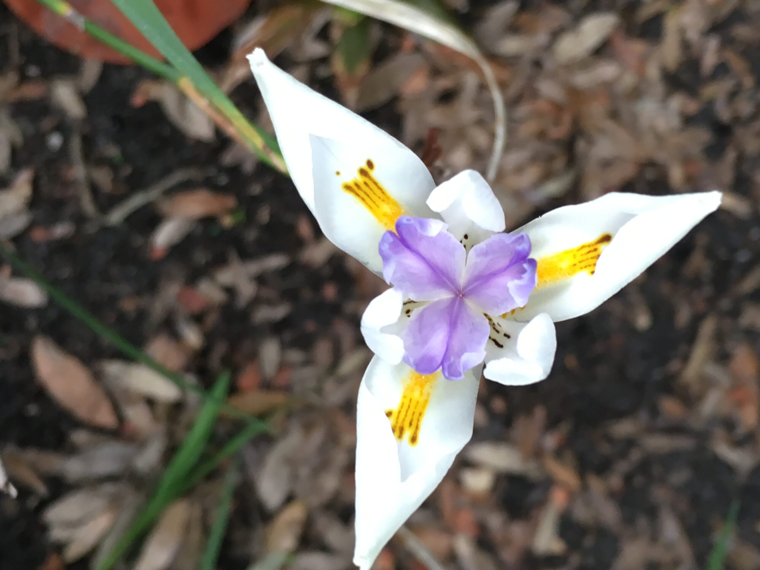 picture of a walking iris