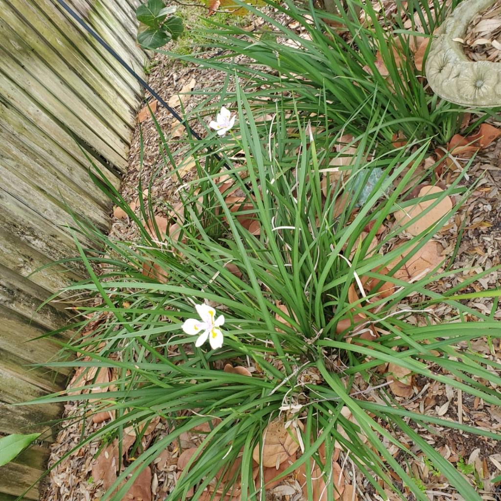 a picture of the walking iris plant with leaves and bloom