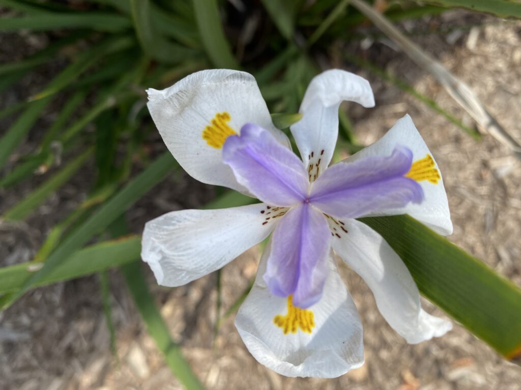 walking iris flower