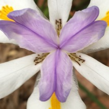 This is a picture of a walking iris plant.