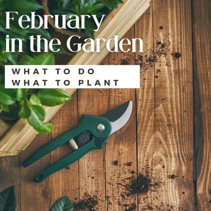 this is a picture stating what to do and what to plant in the February garden