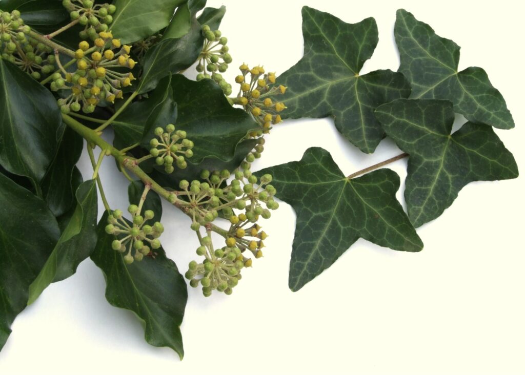 This is a picture of an English Ivy plant with berries.