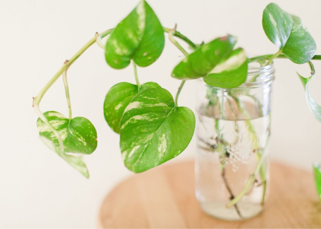 A picture of a pothos growing in a glass of water.