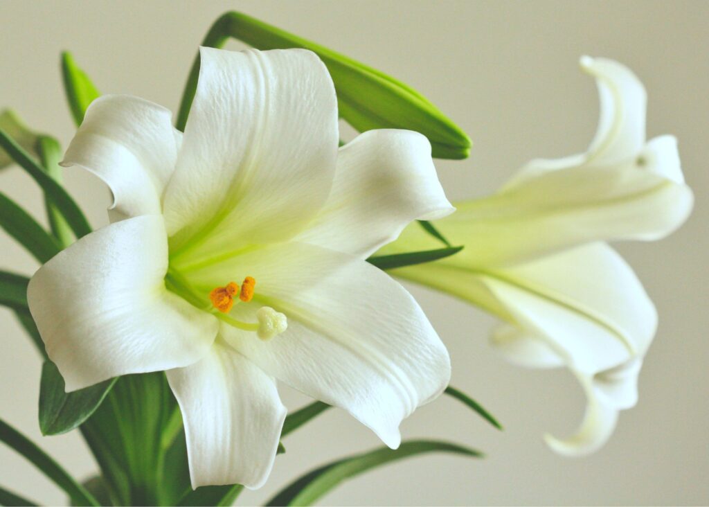 This is a picture of a fragrant Easter lily in bloom.