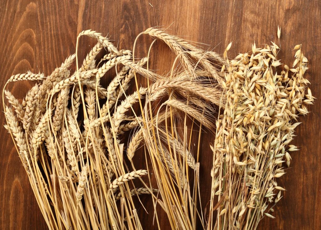 a picture of rye, barley, wheat, and oat ears 