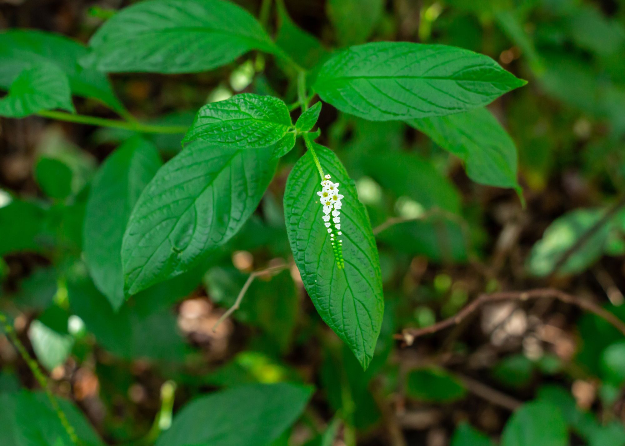 A photo of a scorpion tail plant in bloom