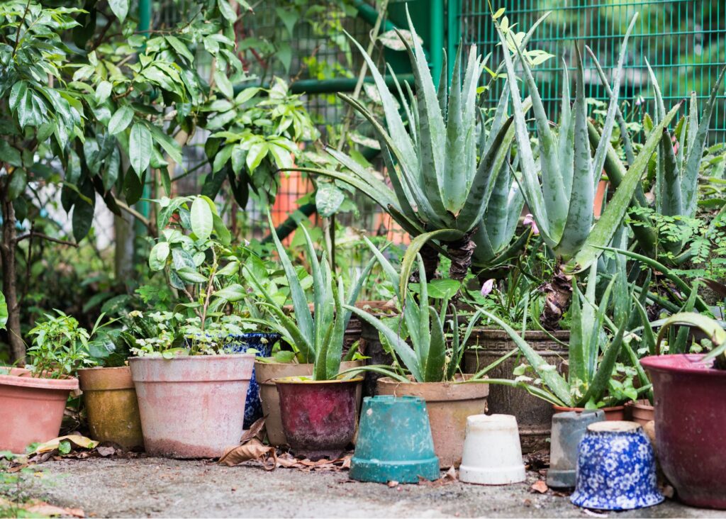 plants in pots, especially aloe 