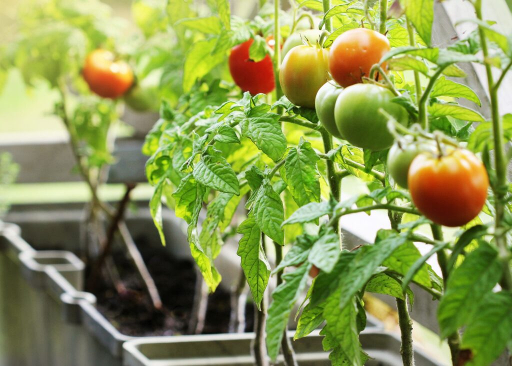 tomatoes growing in pots 