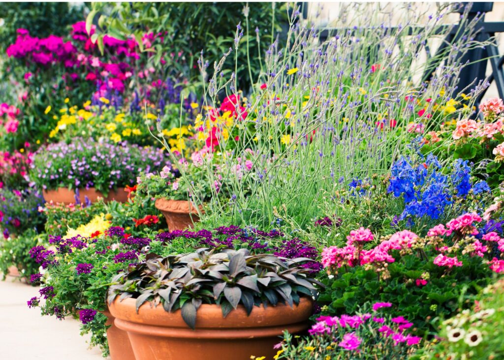 colorful flowers in pots