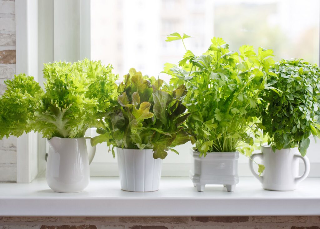 plants in pots growing in a window 