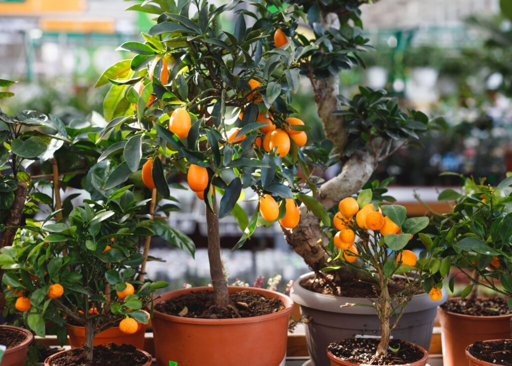 growing a dwarf citrus plant in a container 