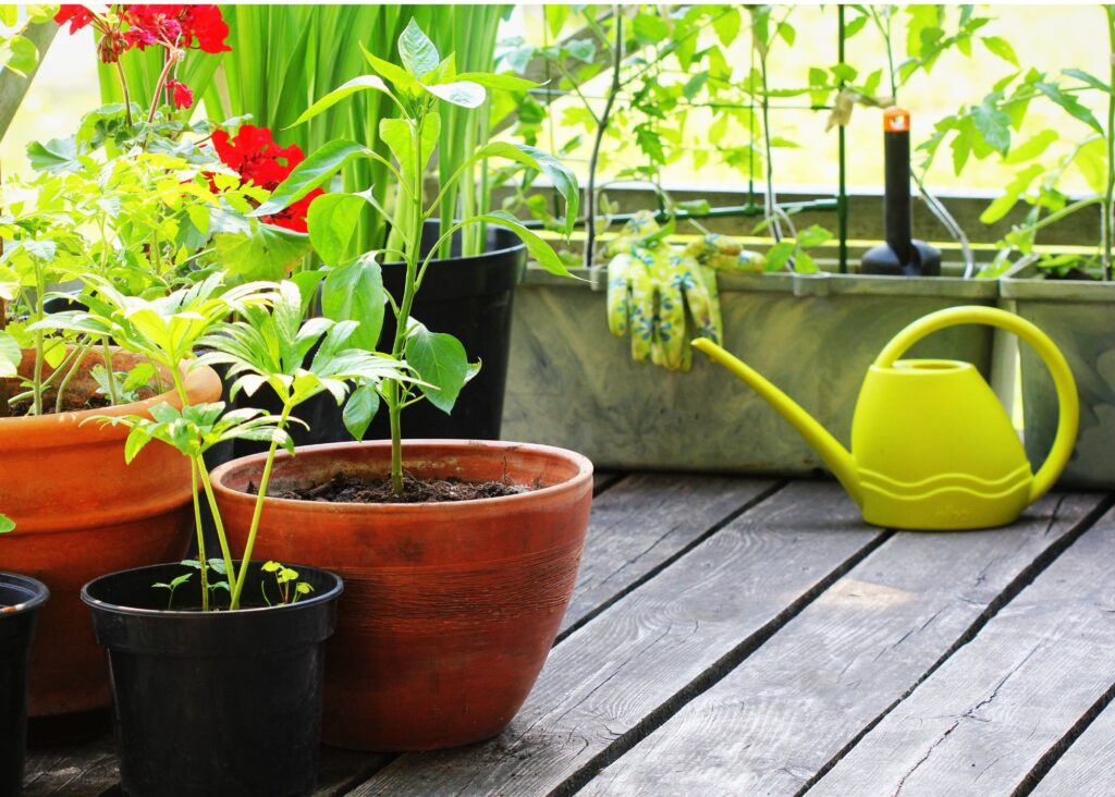 plants in containers