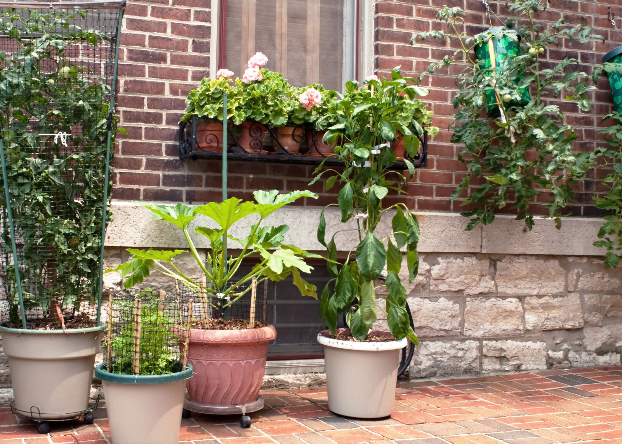 container garden in concrete yard