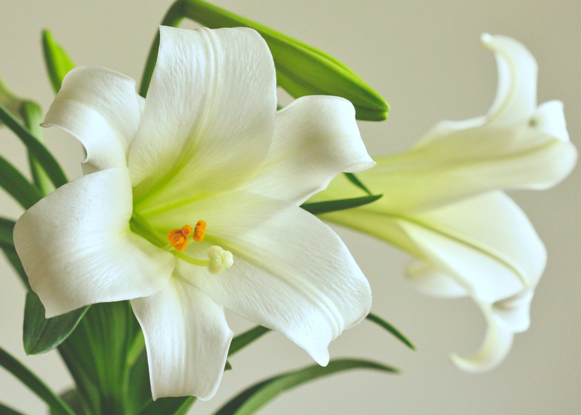 picture of an Easter lily in bloom