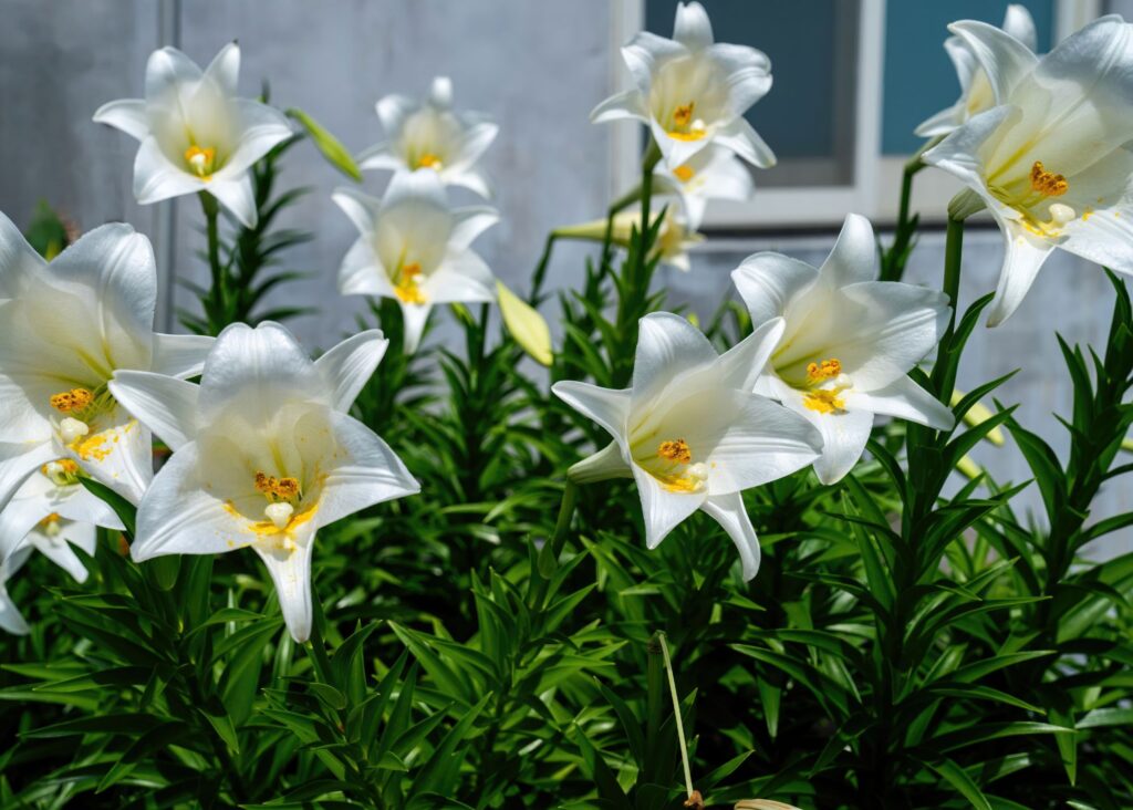 Easter lilies blooming outside