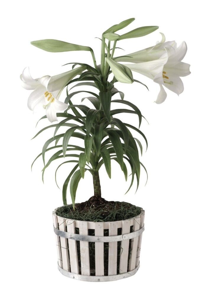 an Easter lily in bloom in a pot