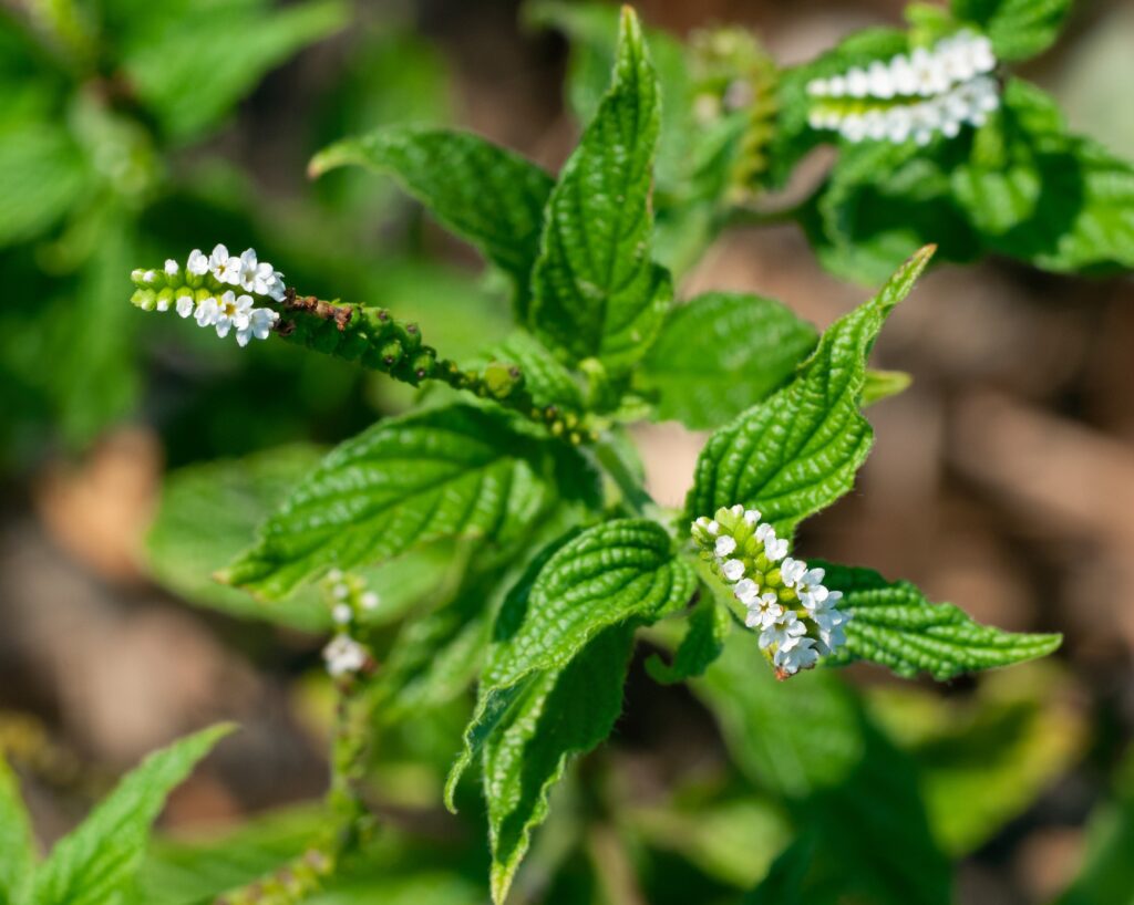 picture of a scorpion tail plant in bloom