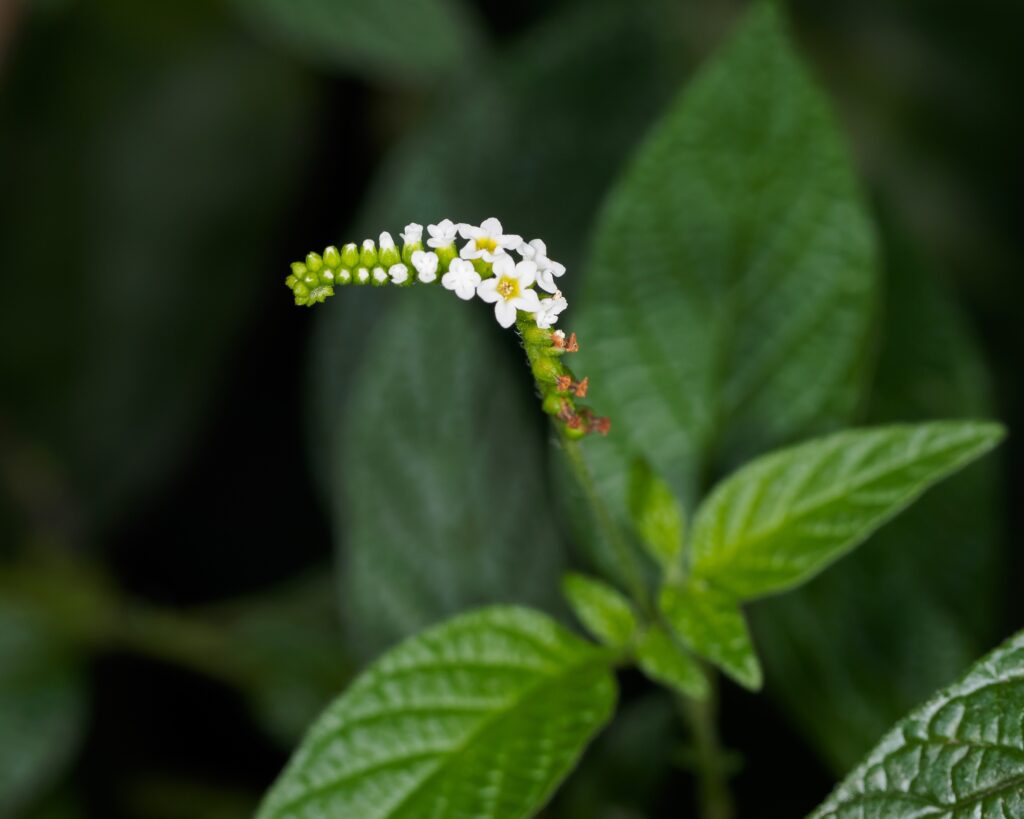 scorpion tail flower