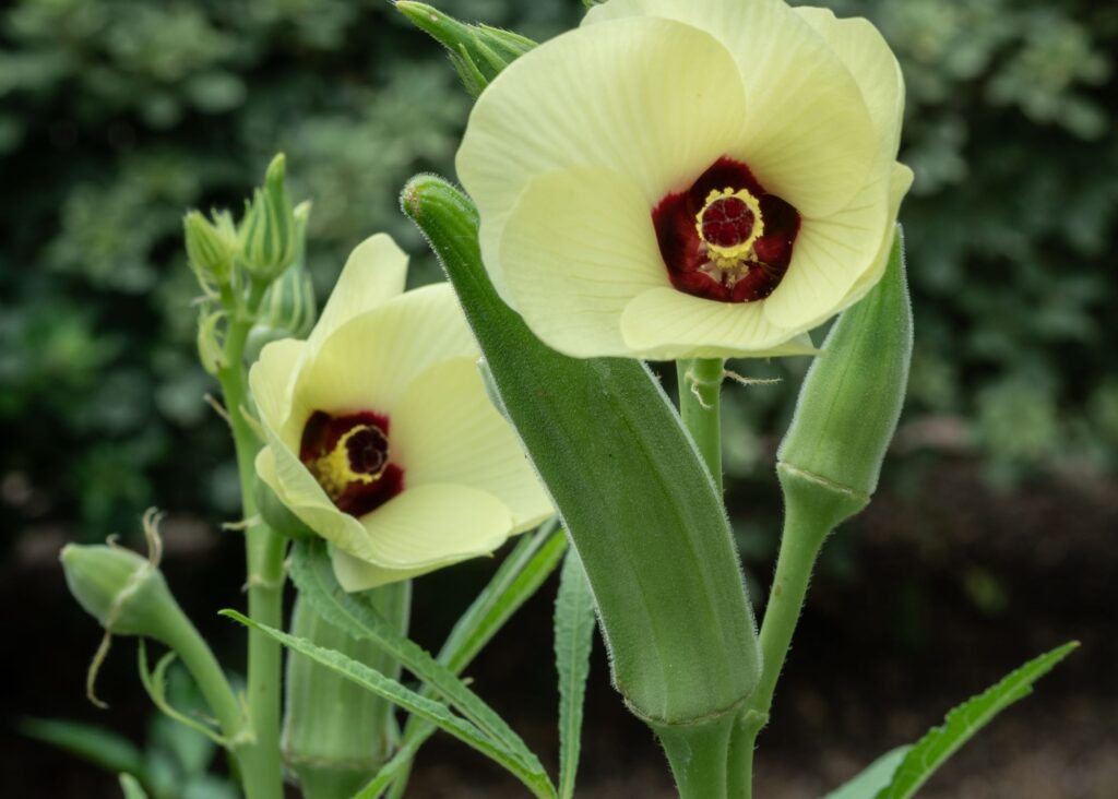 okra plant with flower and veggies growing 