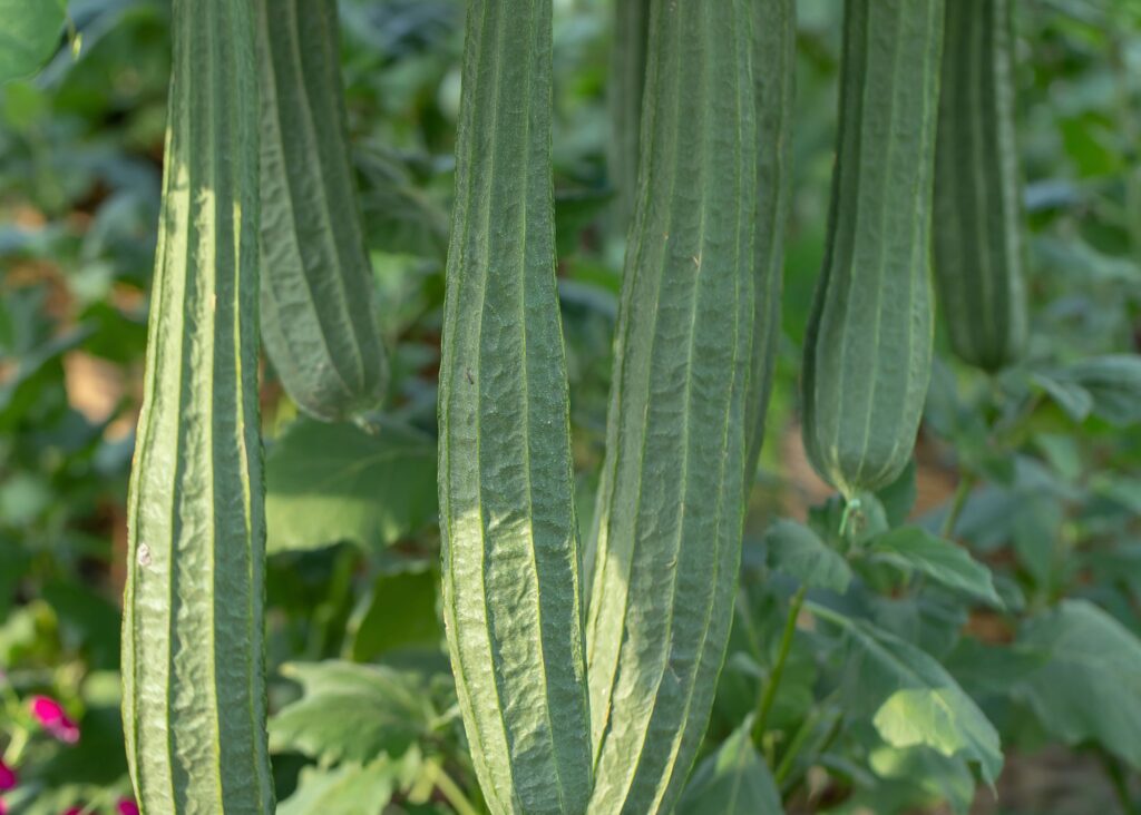 Luffa Plant