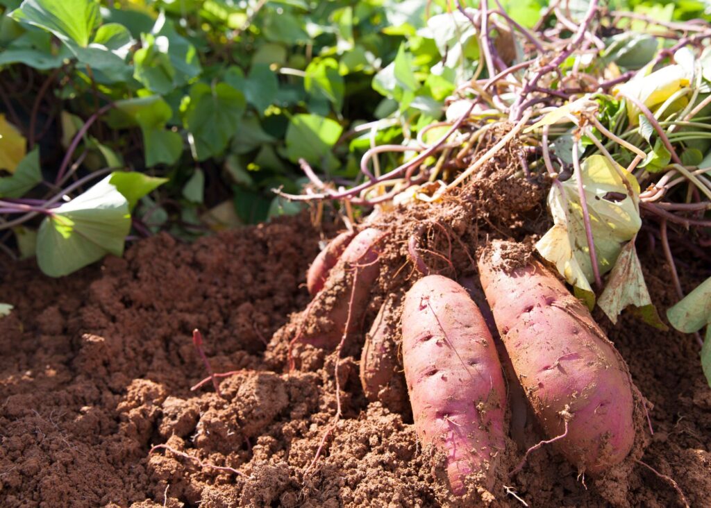 sweet potatoes and plants.  Yummy sweet potatoes!