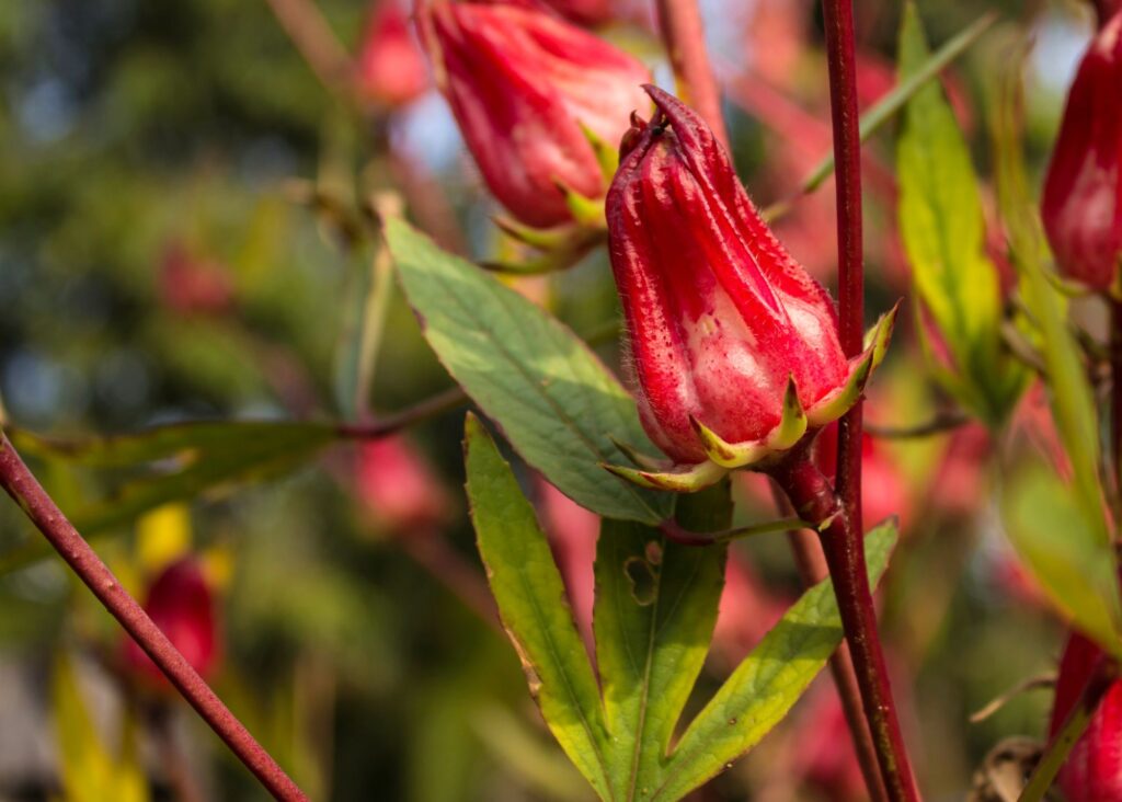 Roselle plant