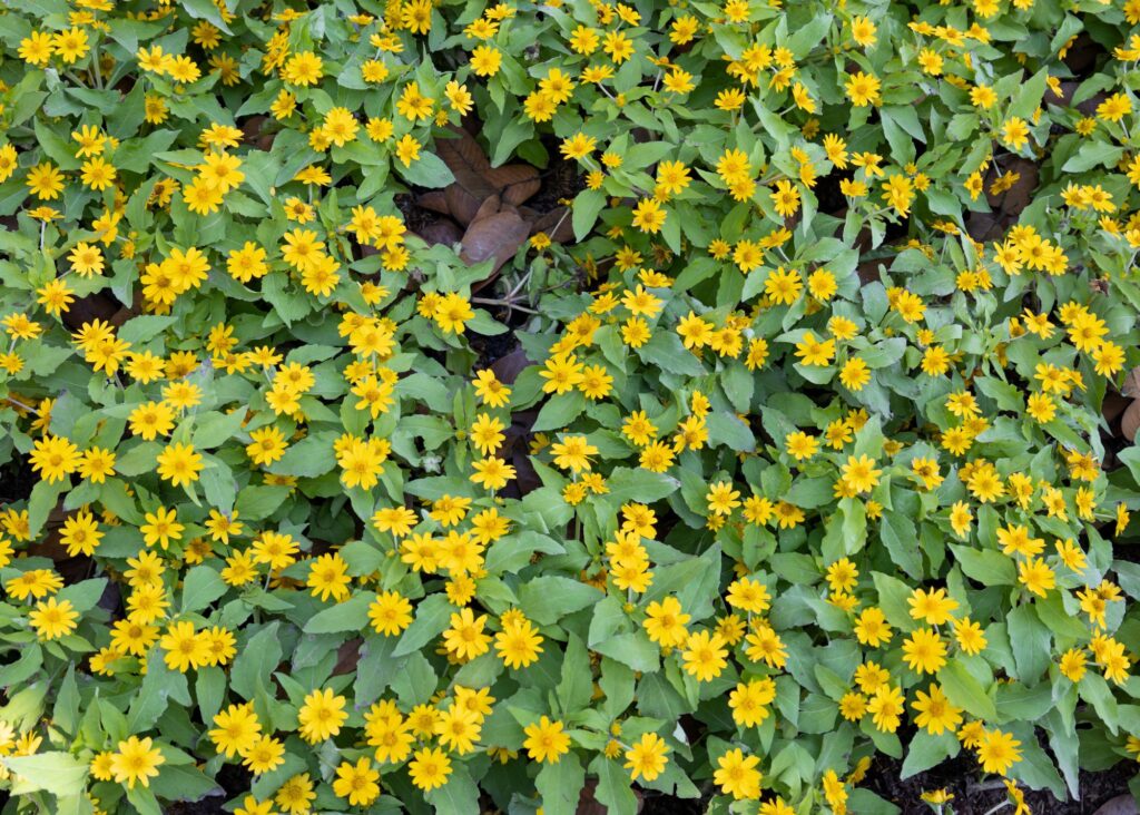 the pretty yellow flowers of the melampodium plant