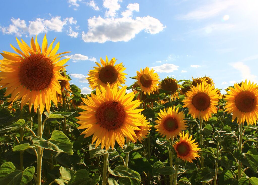 Sunflowers