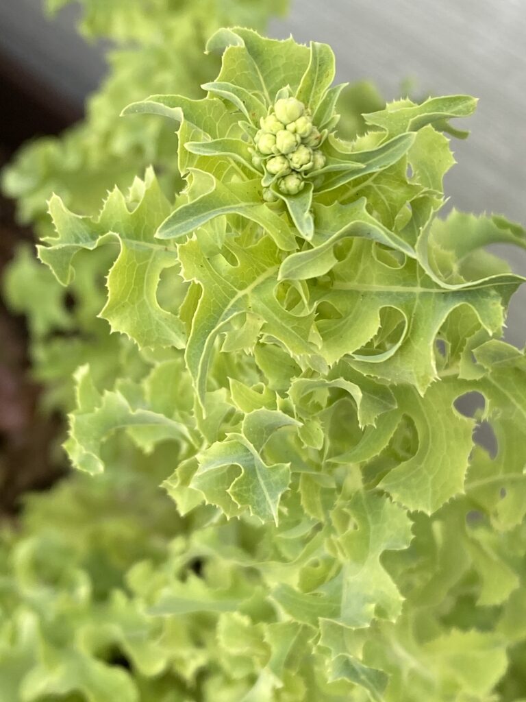 romaine lettuce bolting