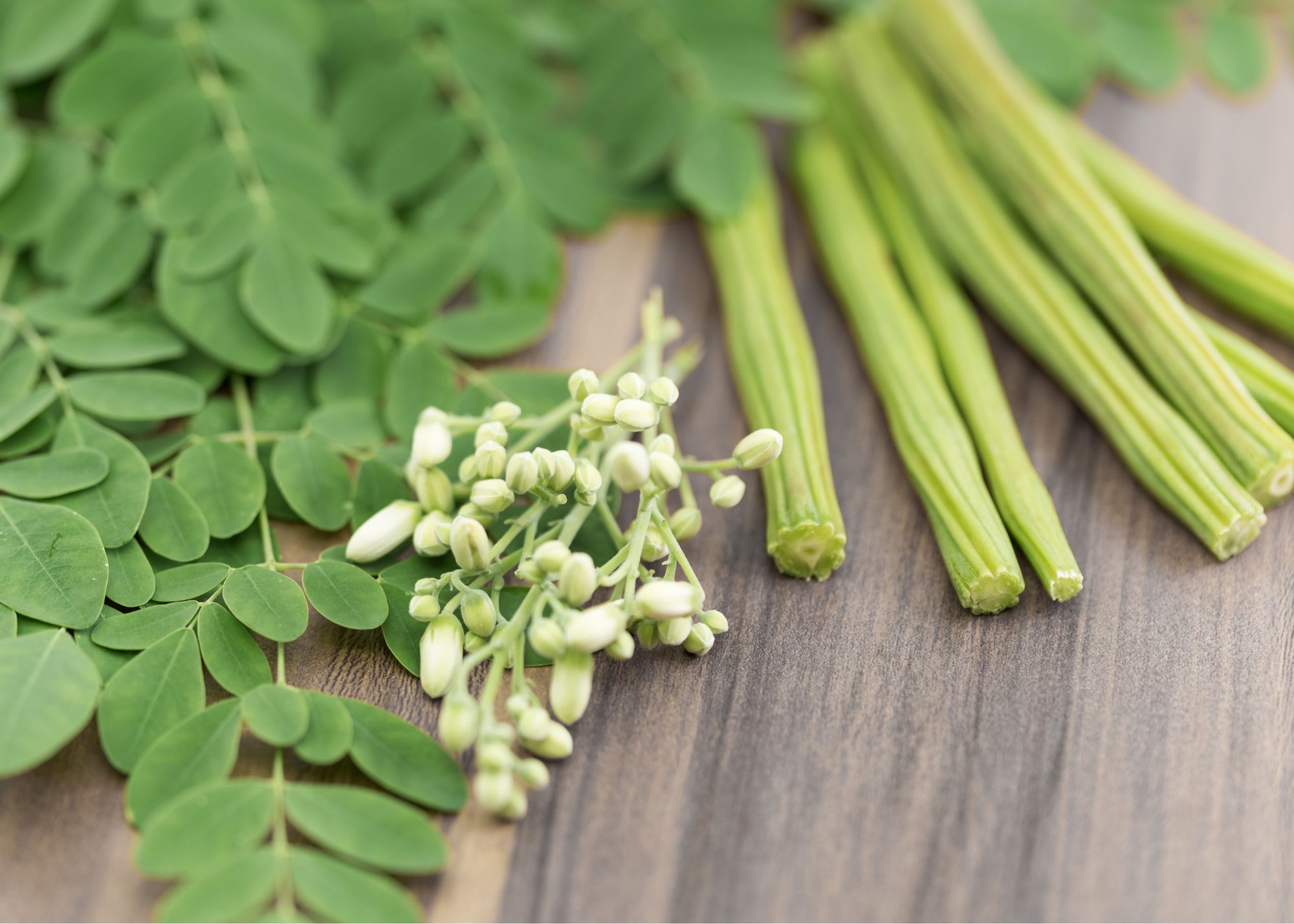 Moringa frond with leaves, Moringa flower, and young moringa pods