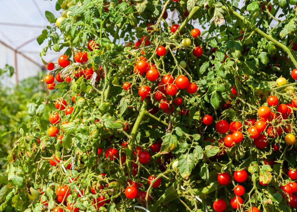 tomatoes growing on tomato plants 