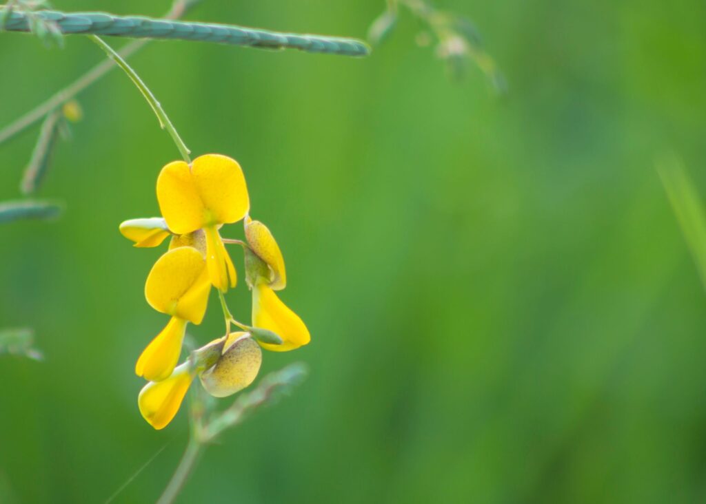 picture of a pretty yellow Sunn Hemp flower