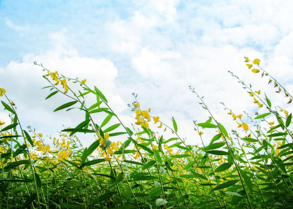 sun hemp flowers