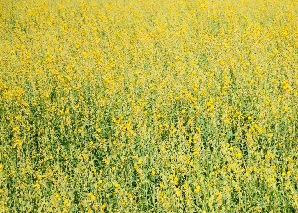 picture of a field of Sunn Hemp in bloom. the yellow flowers are so pretty