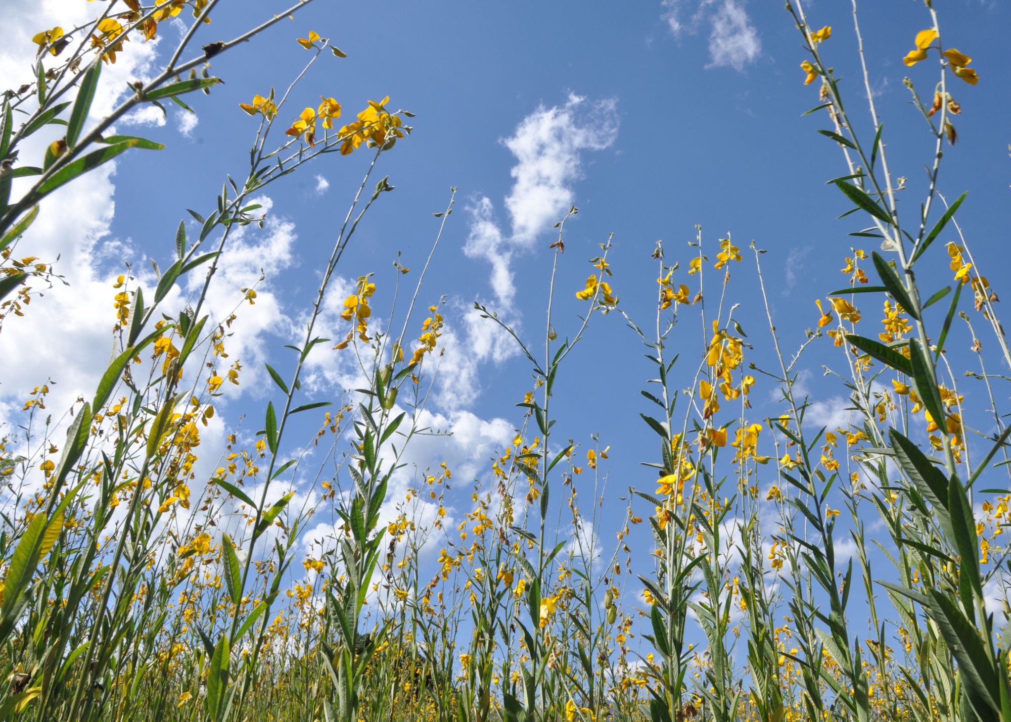 picture of Sunn Hemp against a blue sky