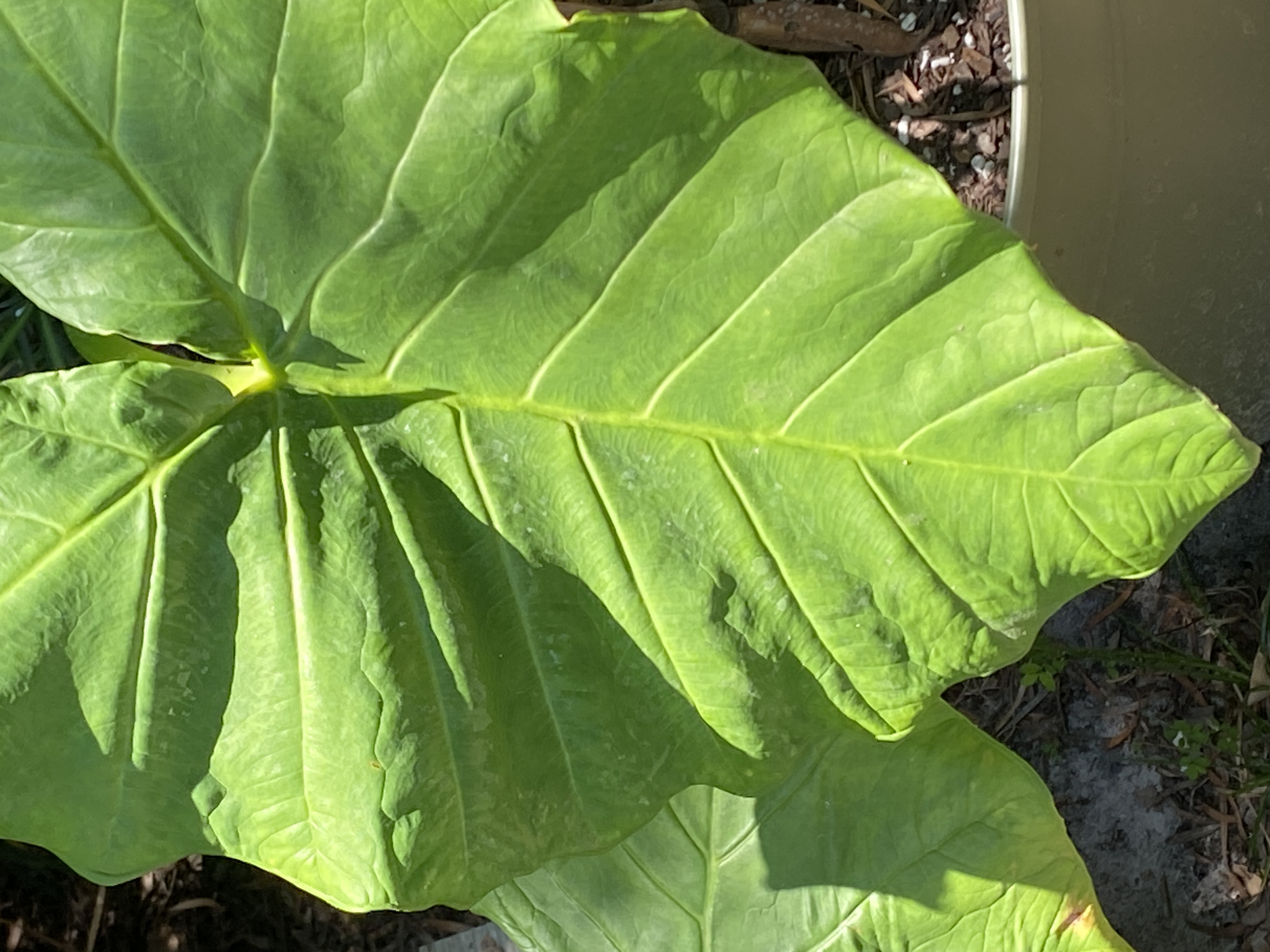 Elephant Ear Plant