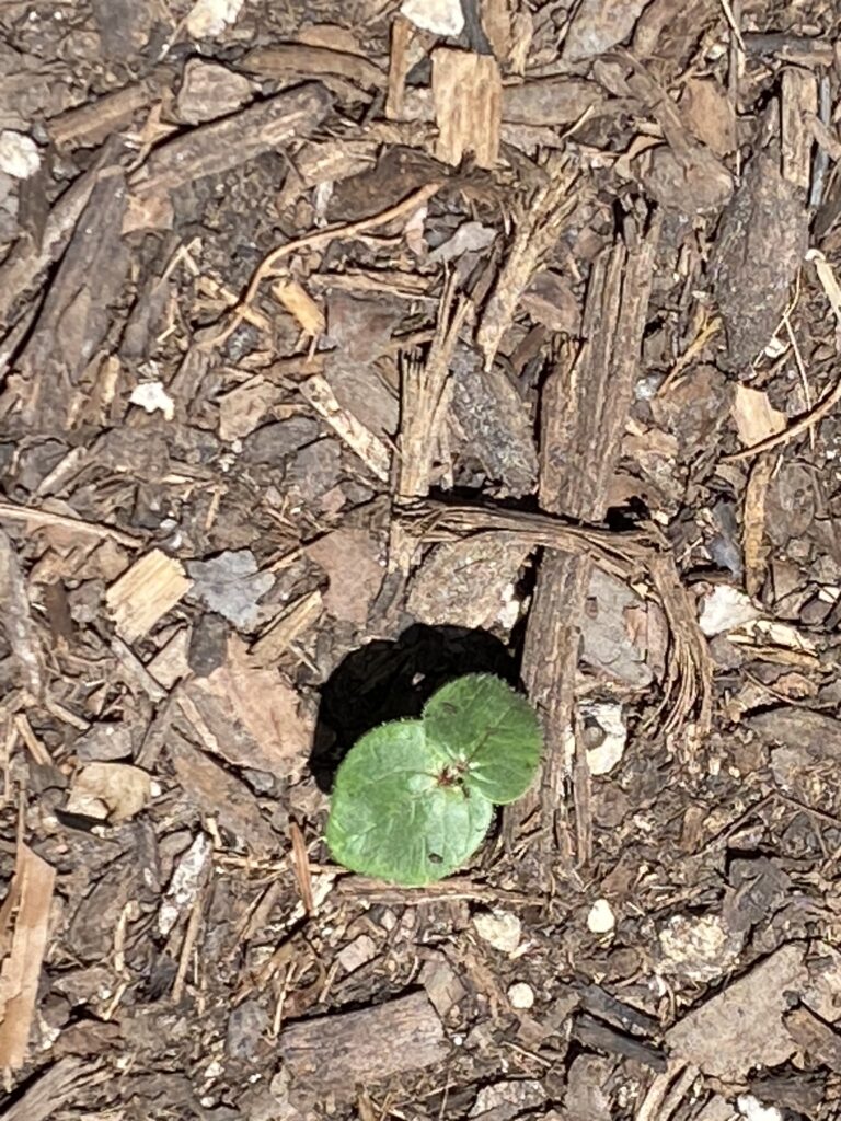 okra seedling