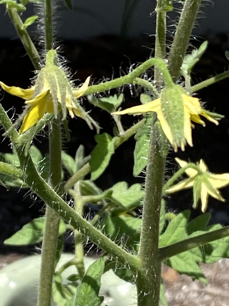 Floridade tomato blooms