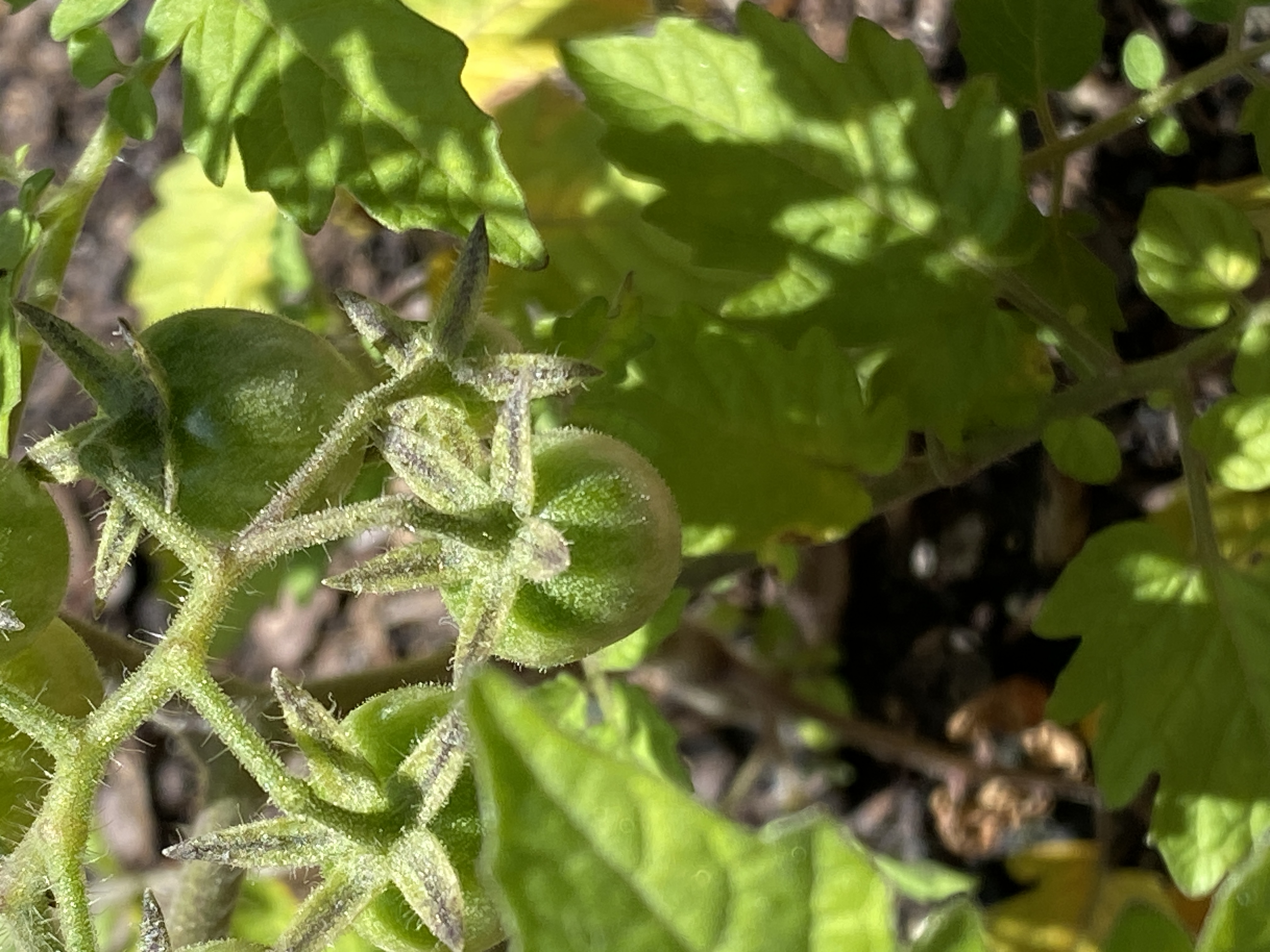 Everglades Tomato