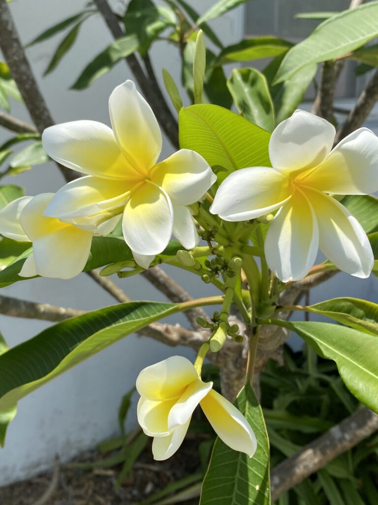 white plumeria with yellow center blooms